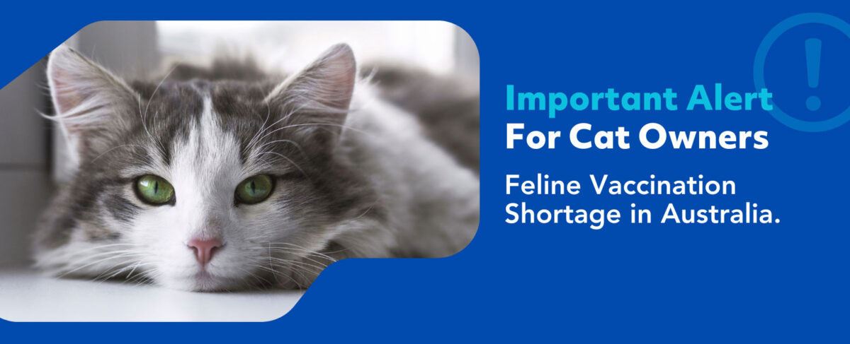 Feline Vaccine Shortage